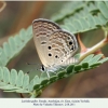 lachides galba azerbaijan female3